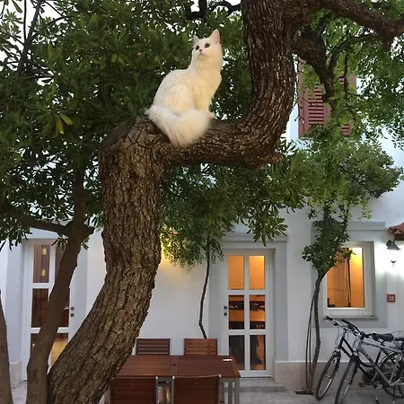 Bed & Breakfast Neho Cres