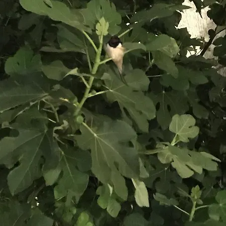 Neho Bed & Breakfast 4*