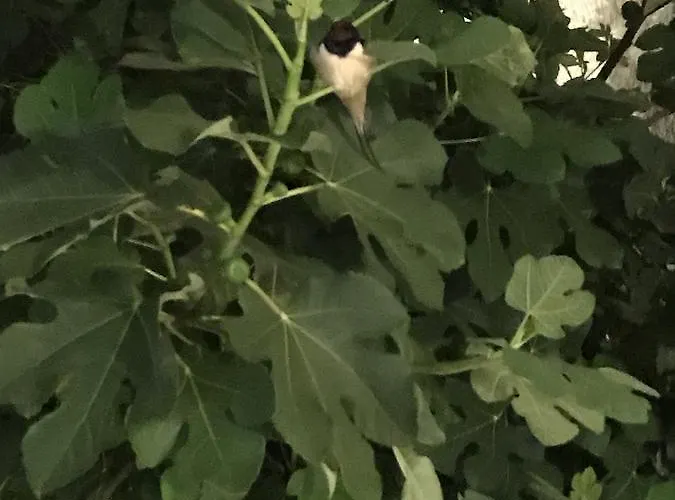 Neho Couette-café 4*