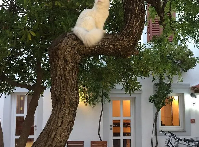 Couette-café Neho Cres